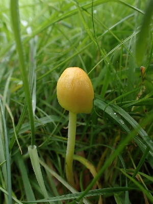  ( - FDS-CA-02758)  @11 [ ] by-nc (2024) Sadie Hickey Fungal Diversity Survey