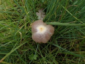  ( - FDS-CA-02758)  @11 [ ] by-nc (2024) Sadie Hickey Fungal Diversity Survey