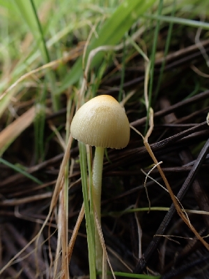  ( - FDS-CA-02758)  @11 [ ] by-nc (2024) Sadie Hickey Fungal Diversity Survey