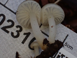  ( - FDS-CA-02310)  @11 [ ] by-nc (2024) Jaren Hockert Fungal Diversity Survey