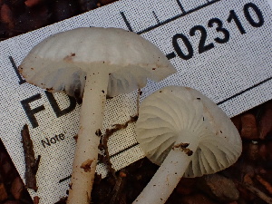  ( - FDS-CA-02310)  @11 [ ] by-nc (2024) Jaren Hockert Fungal Diversity Survey