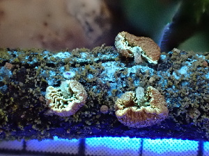  ( - FDS-CA-02397)  @11 [ ] by-nc (2024) Jaren Hockert Fungal Diversity Survey