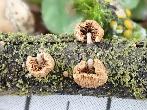  ( - FDS-CA-02397)  @11 [ ] by-nc (2024) Jaren Hockert Fungal Diversity Survey