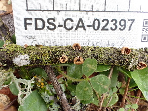  ( - FDS-CA-02397)  @11 [ ] by-nc (2024) Jaren Hockert Fungal Diversity Survey