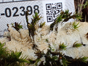  ( - FDS-CA-02398)  @11 [ ] by-nc (2024) Jaren Hockert Fungal Diversity Survey
