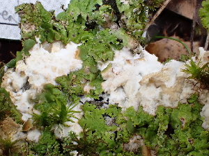  ( - FDS-CA-02398)  @11 [ ] by-nc (2024) Jaren Hockert Fungal Diversity Survey