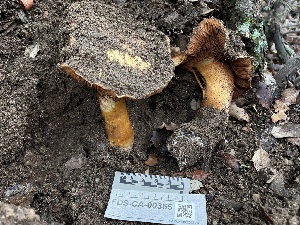 ( - FDS-CA-00355)  @11 [ ] by-nc (2024) Christian Schwarz Fungal Diversity Survey