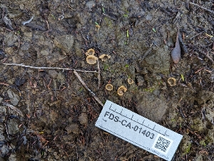  ( - FDS-CA-01403)  @11 [ ] by-nc (2024) Stu Pickell Fungal Diversity Survey