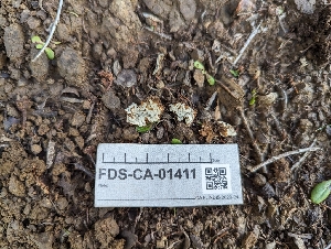  ( - FDS-CA-01411)  @11 [ ] by-nc (2024) Stu Pickell Fungal Diversity Survey