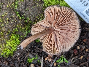  ( - FDS-CA-01413)  @11 [ ] by-nc (2024) Stu Pickell Fungal Diversity Survey