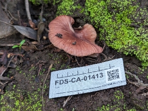  ( - FDS-CA-01413)  @11 [ ] by-nc (2024) Stu Pickell Fungal Diversity Survey