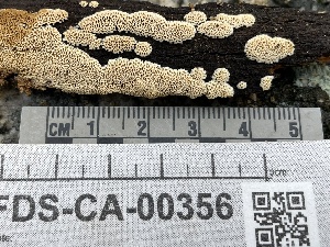  ( - FDS-CA-00356)  @11 [ ] by-nc (2024) Christian Schwarz Fungal Diversity Survey