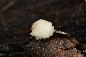 (Modicella sp. CA02 - FDS-CA-00369)  @11 [ ] by-nc (2024) Christian Schwarz Fungal Diversity Survey