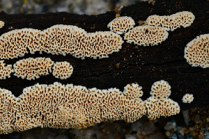  (Antrodia sp. CA01 - FDS-CA-00356)  @11 [ ] by-nc (2024) Christian Schwarz Fungal Diversity Survey