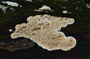  ( - FDS-CA-00356)  @11 [ ] by-nc (2024) Christian Schwarz Fungal Diversity Survey