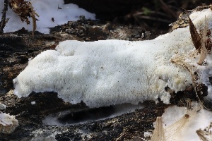  (Ceriporiopsis subvermispora - FDS-CA-00784)  @11 [ ] by-nc (2024) Taye Bright Fungal Diversity Survey