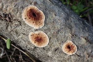  ( - FDS-CA-00770)  @11 [ ] by-nc (2024) Taye Bright Fungal Diversity Survey