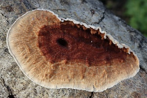  ( - FDS-CA-00770)  @11 [ ] by-nc (2024) Taye Bright Fungal Diversity Survey