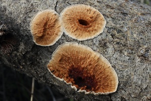  (Byssomerulius sp. corium-CA02 - FDS-CA-00770)  @11 [ ] by-nc (2024) Taye Bright Fungal Diversity Survey