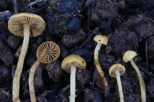 (Pholiotina sp. CA01 - FDS-CA-00775)  @11 [ ] by-nc (2024) Taye Bright Fungal Diversity Survey