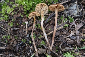  ( - FDS-CA-00772)  @11 [ ] by-nc (2024) Taye Bright Fungal Diversity Survey