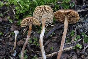  ( - FDS-CA-00772)  @11 [ ] by-nc (2024) Taye Bright Fungal Diversity Survey