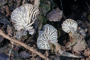  ( - FDS-CA-00771)  @11 [ ] by-nc (2024) Taye Bright Fungal Diversity Survey