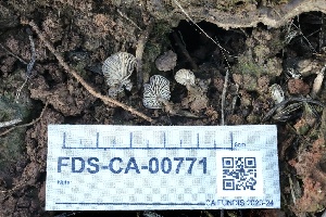  ( - FDS-CA-00771)  @11 [ ] by-nc (2024) Taye Bright Fungal Diversity Survey