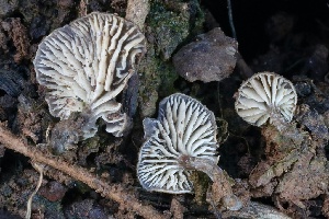  ( - FDS-CA-00771)  @11 [ ] by-nc (2024) Taye Bright Fungal Diversity Survey