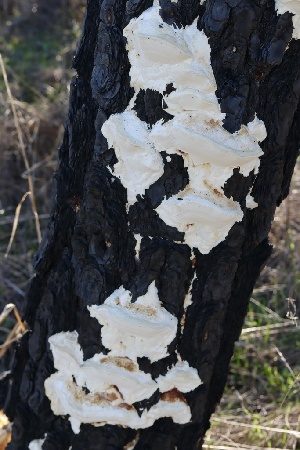  ( - FDS-CA-00762)  @11 [ ] by-nc (2024) Taye Bright Fungal Diversity Survey