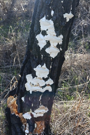  ( - FDS-CA-00762)  @11 [ ] by-nc (2024) Taye Bright Fungal Diversity Survey