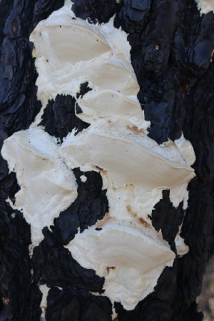 ( - FDS-CA-00762)  @11 [ ] by-nc (2024) Taye Bright Fungal Diversity Survey