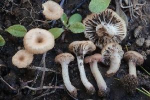  ( - FDS-CA-00780)  @11 [ ] by-nc (2024) Taye Bright Fungal Diversity Survey