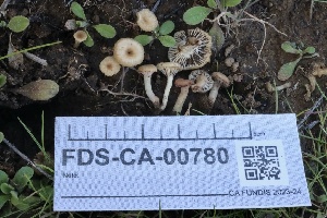  ( - FDS-CA-00780)  @11 [ ] by-nc (2024) Taye Bright Fungal Diversity Survey