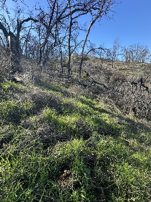  ( - FDS-CA-00777)  @11 [ ] by-nc (2024) Taye Bright Fungal Diversity Survey