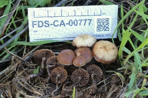  ( - FDS-CA-00777)  @11 [ ] by-nc (2024) Taye Bright Fungal Diversity Survey