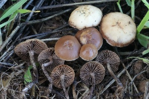  ( - FDS-CA-00777)  @11 [ ] by-nc (2024) Taye Bright Fungal Diversity Survey