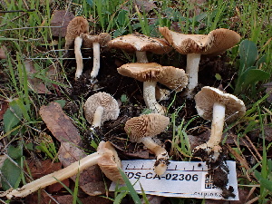  ( - FDS-CA-02306)  @11 [ ] by-nc (2024) Jaren Hockert Fungal Diversity Survey
