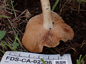  ( - FDS-CA-02306)  @11 [ ] by-nc (2024) Jaren Hockert Fungal Diversity Survey