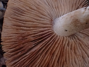  ( - FDS-CA-02306)  @11 [ ] by-nc (2024) Jaren Hockert Fungal Diversity Survey