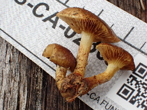  (Pholiota melliodora - FDS-CA-02304)  @11 [ ] by-nc (2024) Jaren Hockert Fungal Diversity Survey