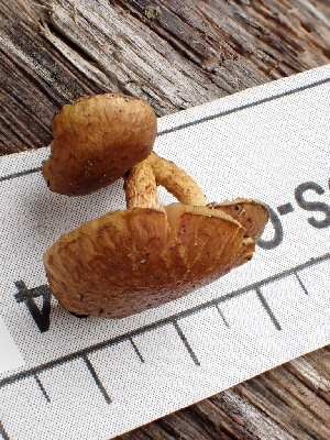  ( - FDS-CA-02304)  @11 [ ] by-nc (2024) Jaren Hockert Fungal Diversity Survey