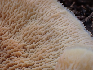  ( - FDS-CA-02303)  @11 [ ] by-nc (2024) Jaren Hockert Fungal Diversity Survey