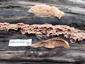  ( - FDS-CA-02303)  @11 [ ] by-nc (2024) Jaren Hockert Fungal Diversity Survey