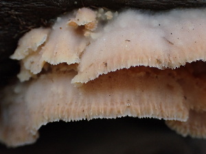  ( - FDS-CA-02303)  @11 [ ] by-nc (2024) Jaren Hockert Fungal Diversity Survey