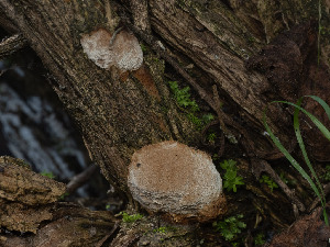  ( - FDS-CA-01424)  @11 [ ] by-nc (2024) Stu Pickell Fungal Diversity Survey