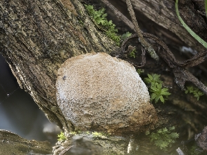  ( - FDS-CA-01424)  @11 [ ] by-nc (2024) Stu Pickell Fungal Diversity Survey