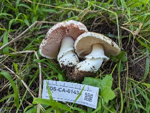  (Agaricus megalocarpus - FDS-CA-01434)  @11 [ ] by-nc (2024) Stu Pickell Fungal Diversity Survey