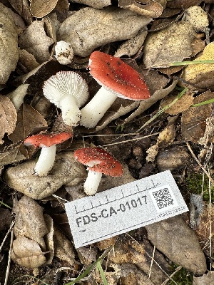  (Russula sp. crenulata-24a - FDS-CA-01017)  @11 [ ] by-nc (2024) Bat Vardeh Fungal Diversity Survey