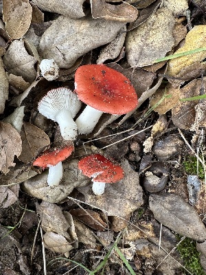  ( - FDS-CA-01017)  @11 [ ] by-nc (2024) Bat Vardeh Fungal Diversity Survey